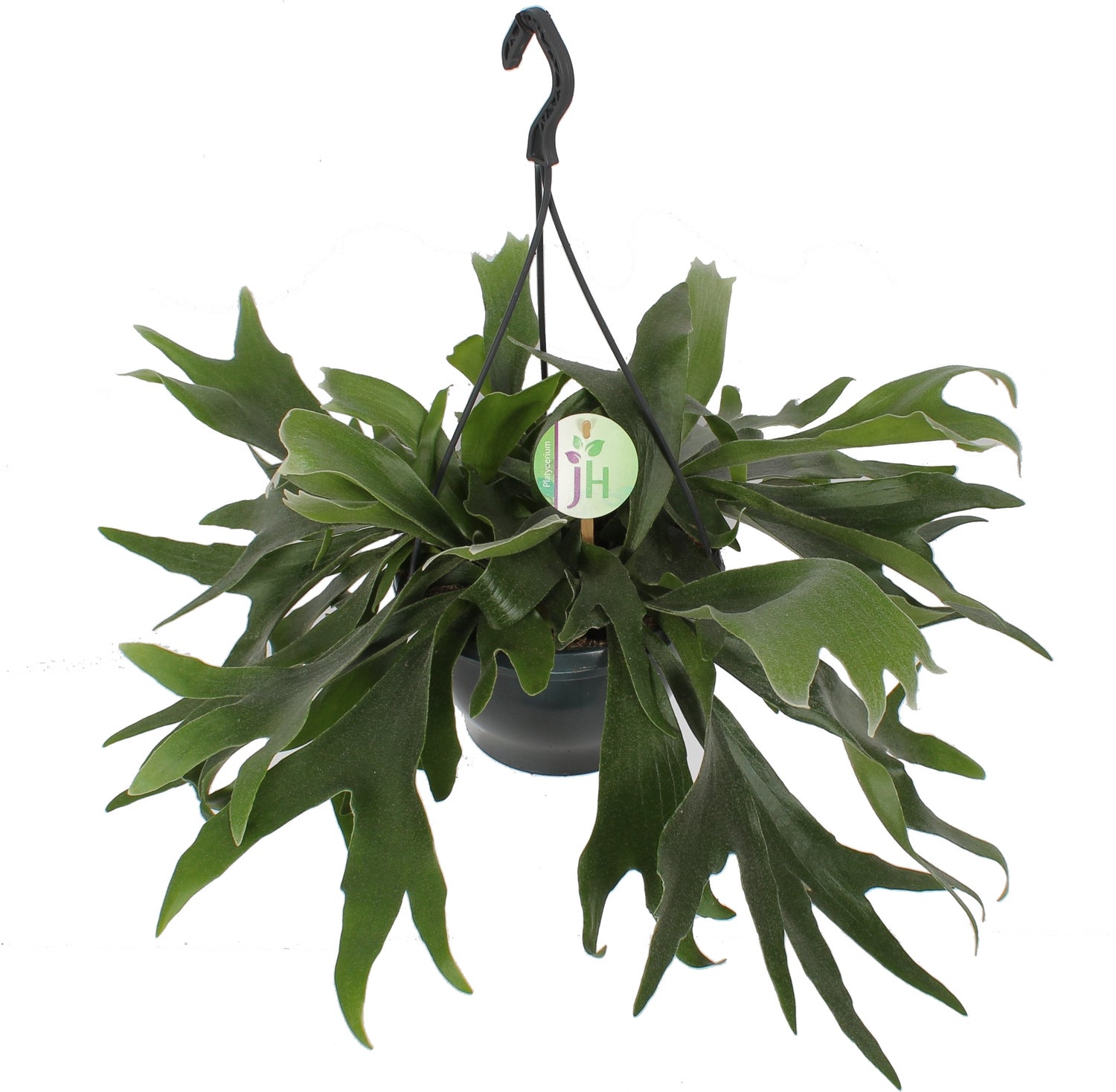 Hertshoornvaren in hangpot (Platycerium bifurcatum) D 21 H 55 cm
