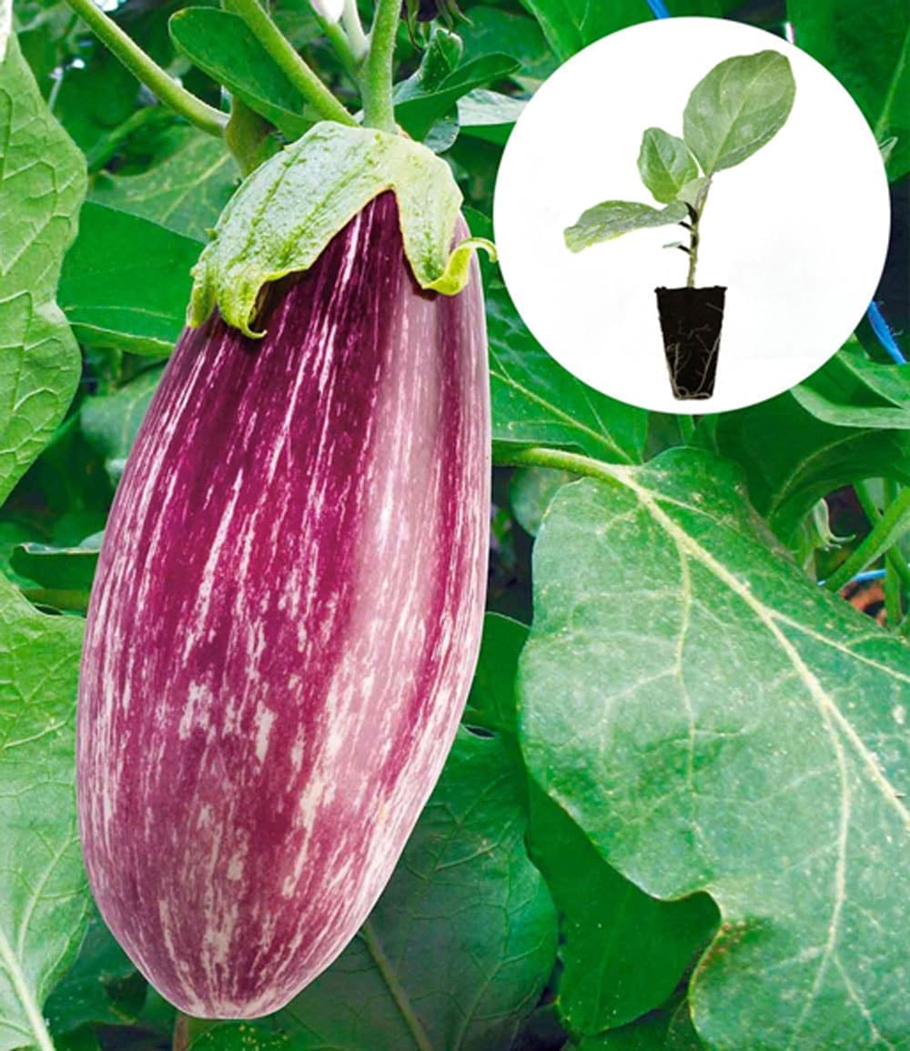 Veredelte Gemüse-Kollektion 'Ratatouille'