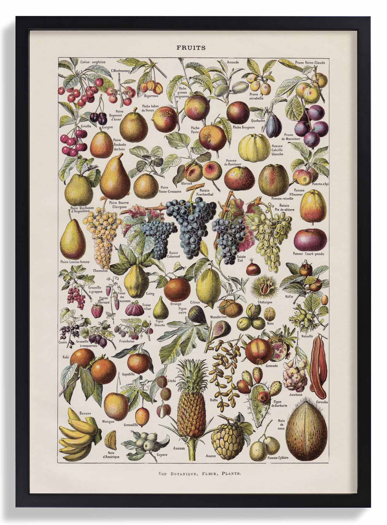 Antike Früchte von Adolphe Millot