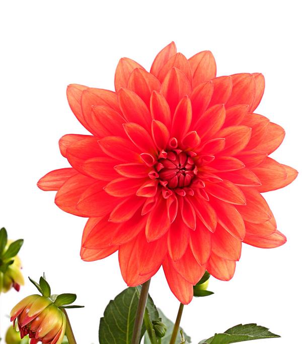 Dahlie, verschiedene Farben
