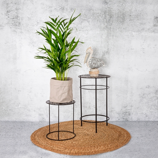 Palmier, Areca Dypsis - pot D.17 cm