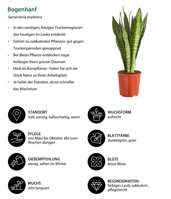 Bogenhanf - Sansevieria zeylanica