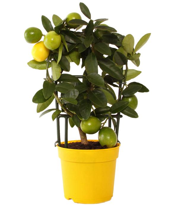 Limette 'Limequat'