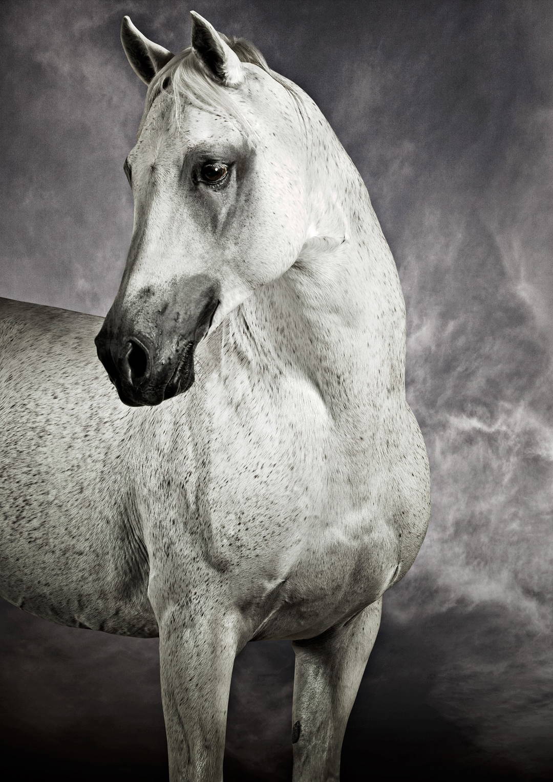 Arabian Racing Stallion by Tariq Dajani - Limited Edition. Edition of: 100. Signed.