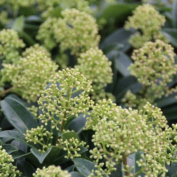 Skimmia (Skimmia japonica 'Godrie's Dwarf') H 15-20 cm