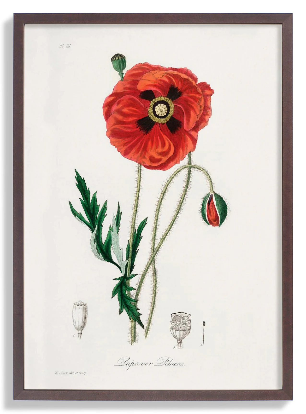 Mohnblume