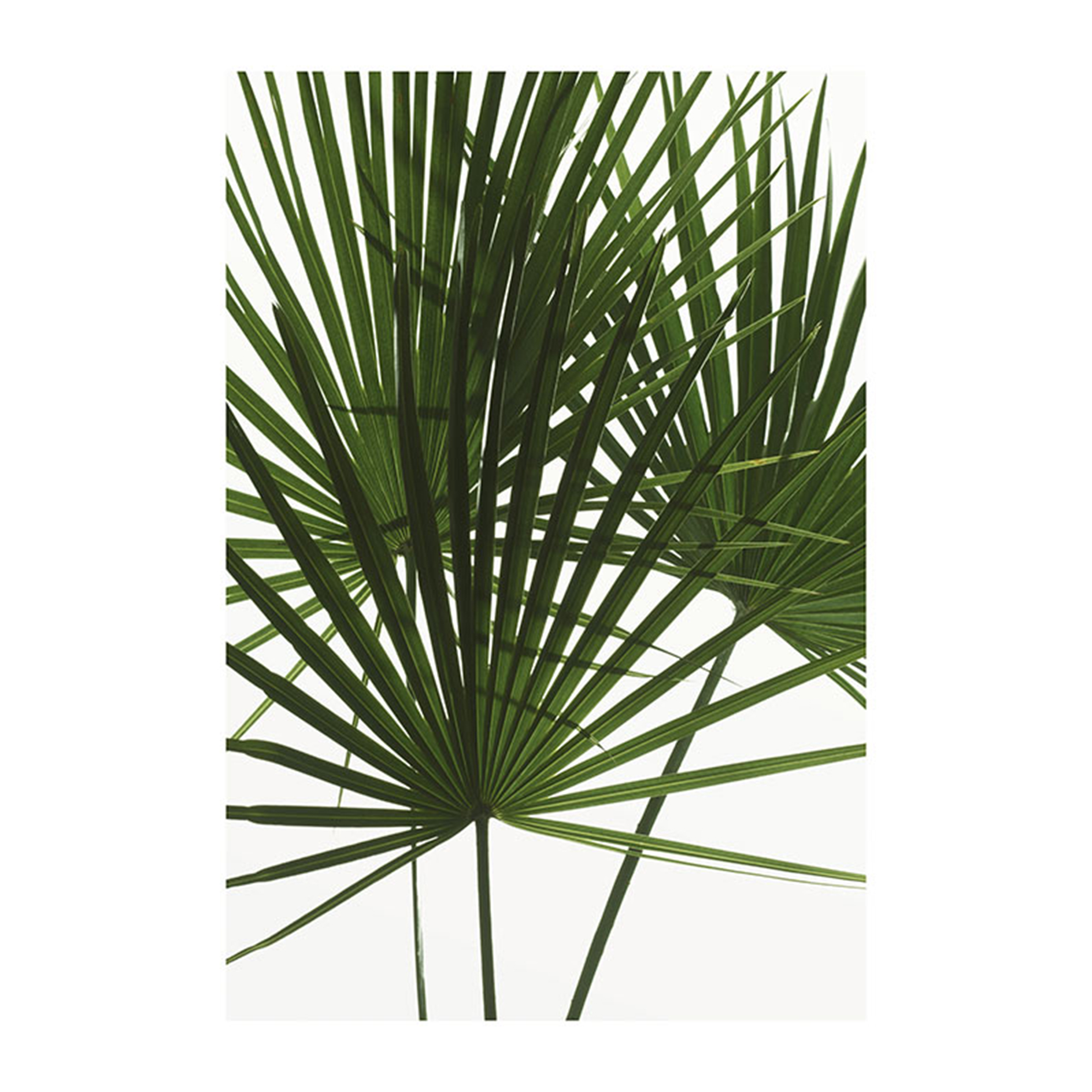 Wandbild PALMTREE LEAVES - 50x70 cm