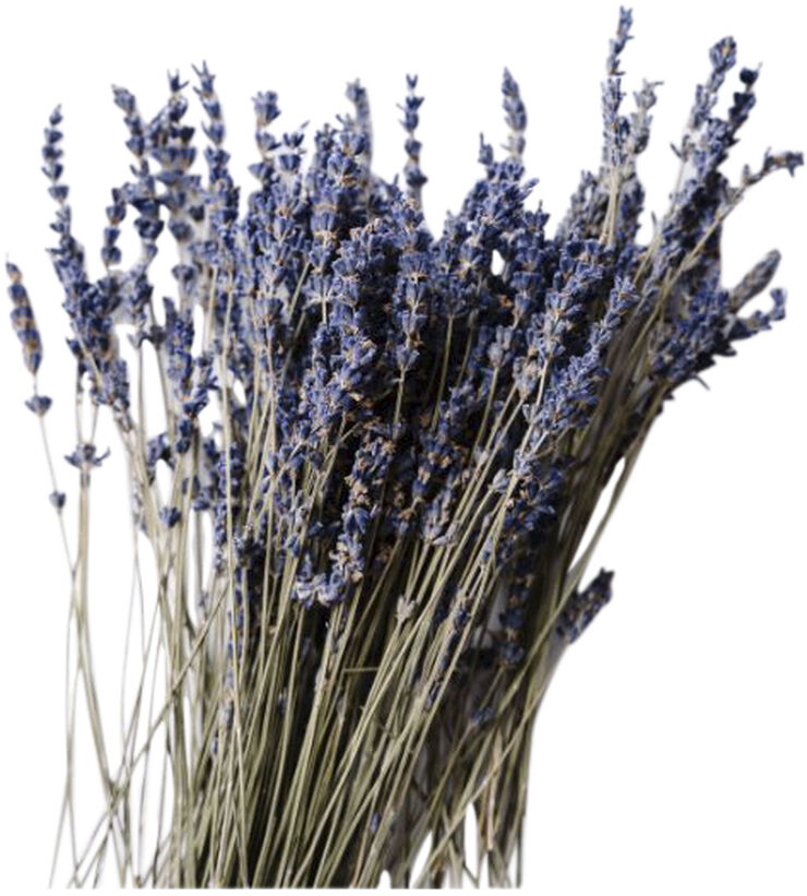 Less Is More Organic Deep Nourish Body & Massage Cream lavender