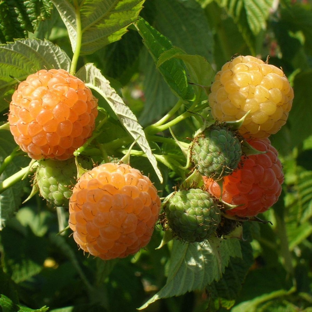 Framboisier idaeus fall gold/rubus idaeus fall gold[-]godet - 5/10 cm