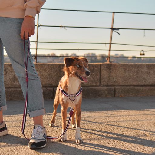Guia para cães Dashi Stripes em poliéster roxo e preto