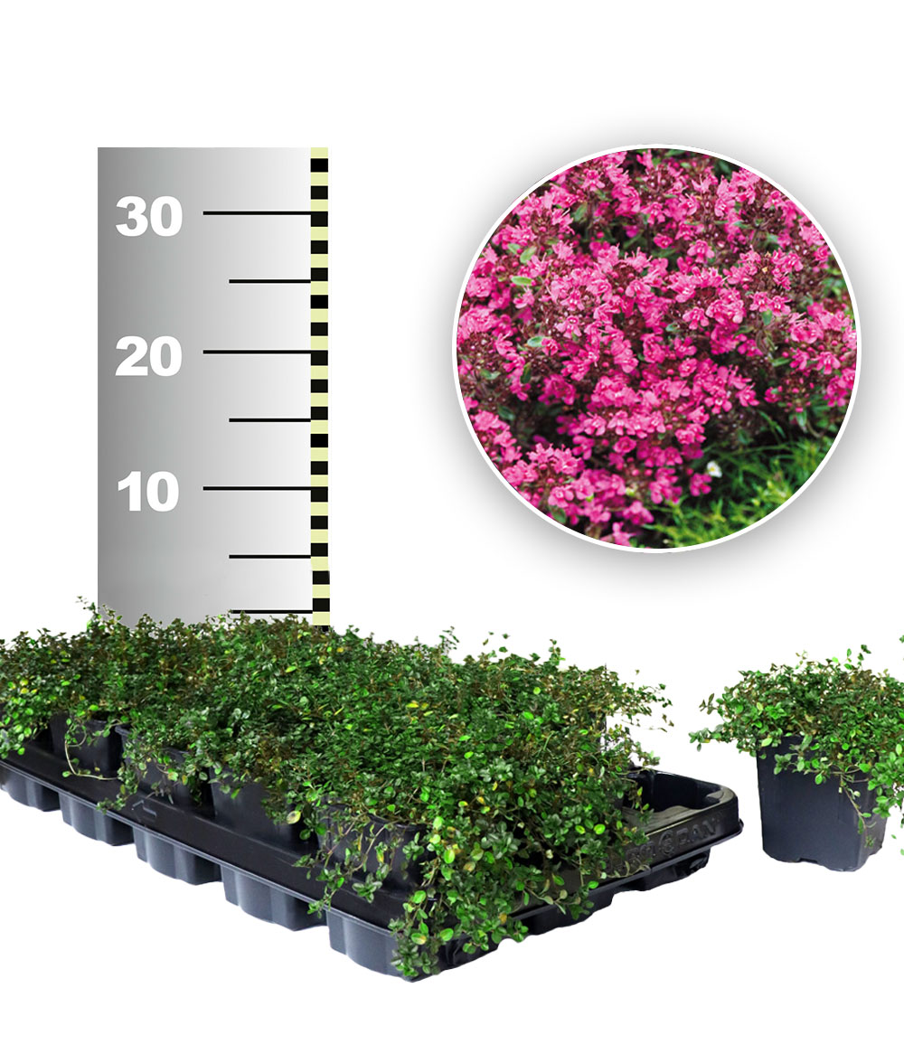 Bodendecker-Thymian 25 Stk.