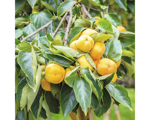 Biologische Persimmon 'Fuyu' FloraSelf Biologische Diospyros kaki 'Fuyu' Stamhoogte ca. 60 cm Totale hoogte ca. 100-120 cm Pot 7,5 L Struik