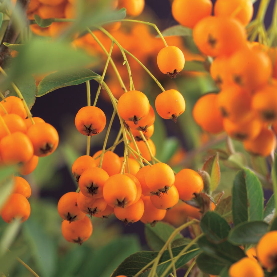 Vuurdoorn (Pyracantha 'Soleil d'Or') D 16 H 75 cm