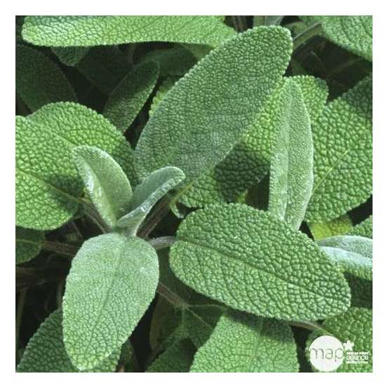 Plant de sauge officinale : pot de 1 litre