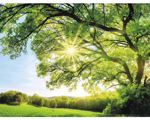 Vliesbehang HRBP000081 Boom met zonnestralen 5-delige set 243 x 184 cm