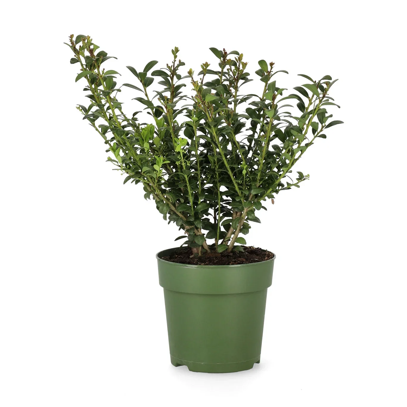 Ilex crenata 'Jenny' Japansk kristtorn 'Jenny' Høyde 20 cm