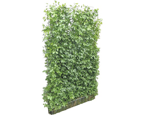 Privacyhaag Helix kardinaalsmuts Euonymus fortunei 'Coloratus' H180xB120 cm