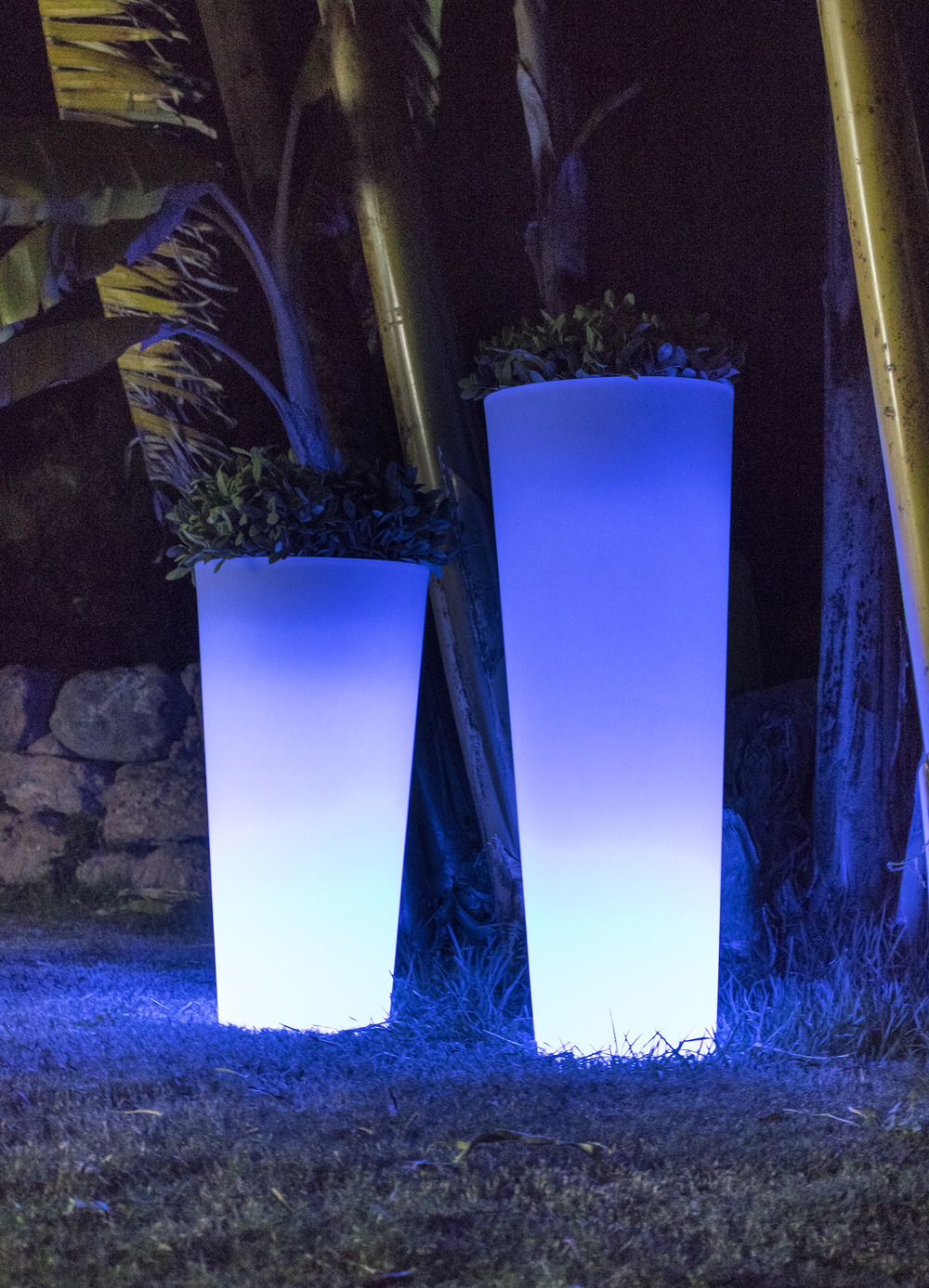Pot lumineux ficus 60 lumière blanche froide par câble ø29x59cm
