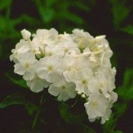 Vlambloem (Phlox paniculata 'White Admiral') D 9 H 10 cm