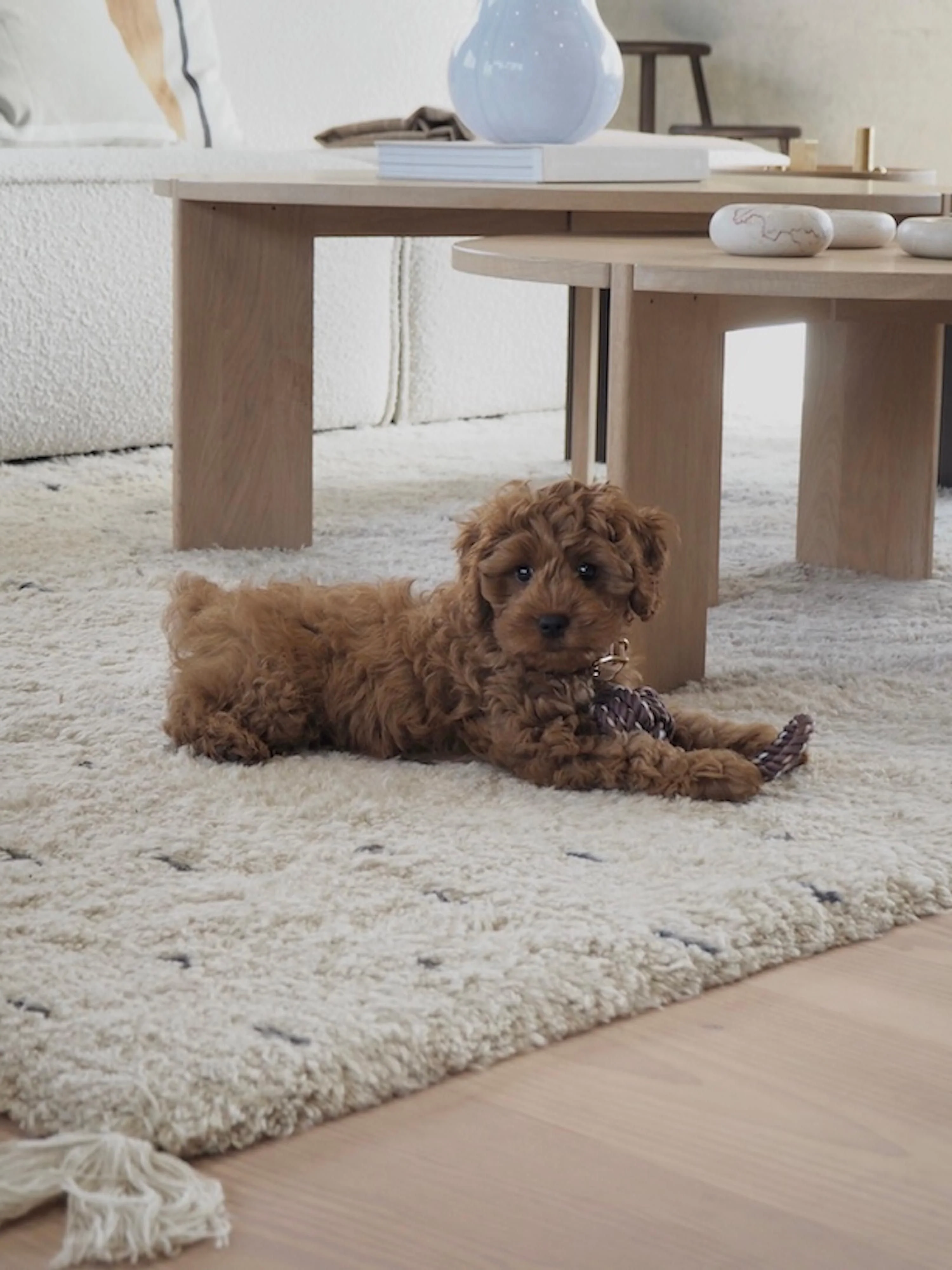 Hondenspeelgoed Otto
