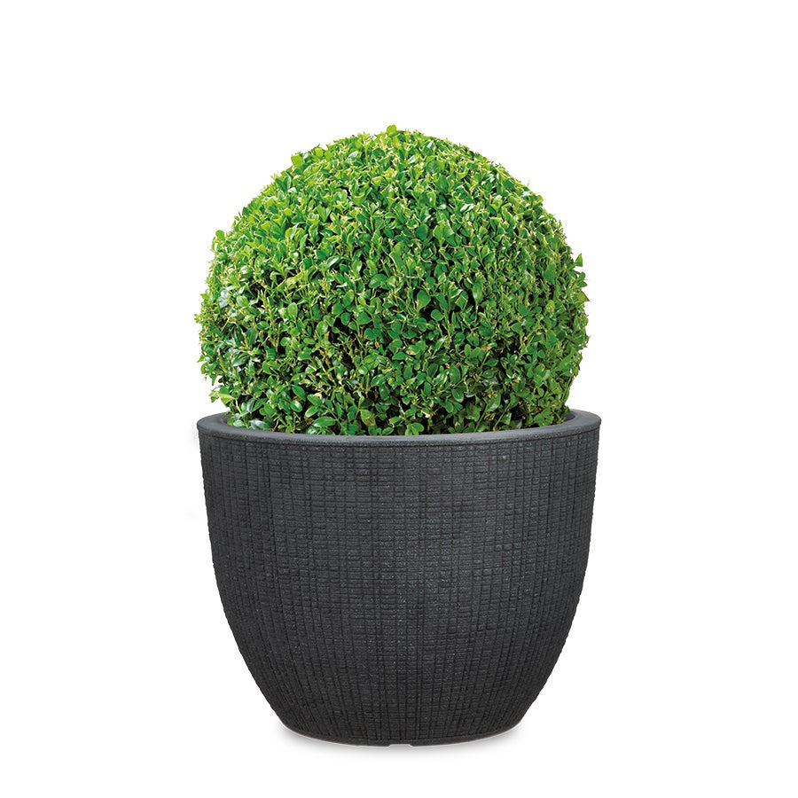 Scheurich Barceo 47, plantenbak/bloempot/plantenbak, rond, gemaakt van kunststof, kleur: Stony Black, diameter 47 cm, hoogte 36,1 cm, inhoud 50 l.