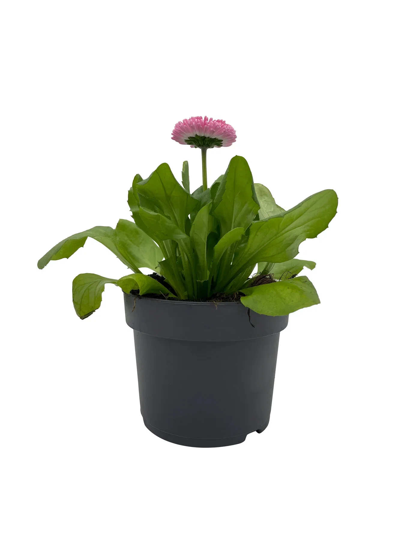 Bellis edible ECO 10,5 cm Tusenfryd Ø10,5 cm