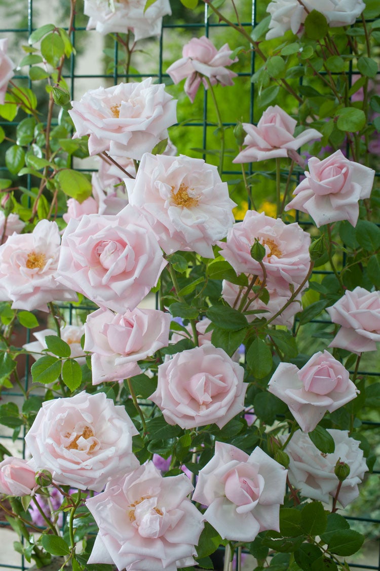 Klimroos (Rosa 'New Dawn') D 23 H 35 cm