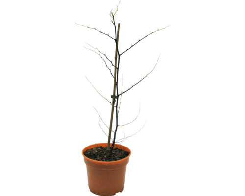 Biologische Chinese Jujube FloraSelf Biologische Ziziphus jujuba H ca. 40 cm Co 3 L 35 Jaar FloraSelf Jubileumeditie