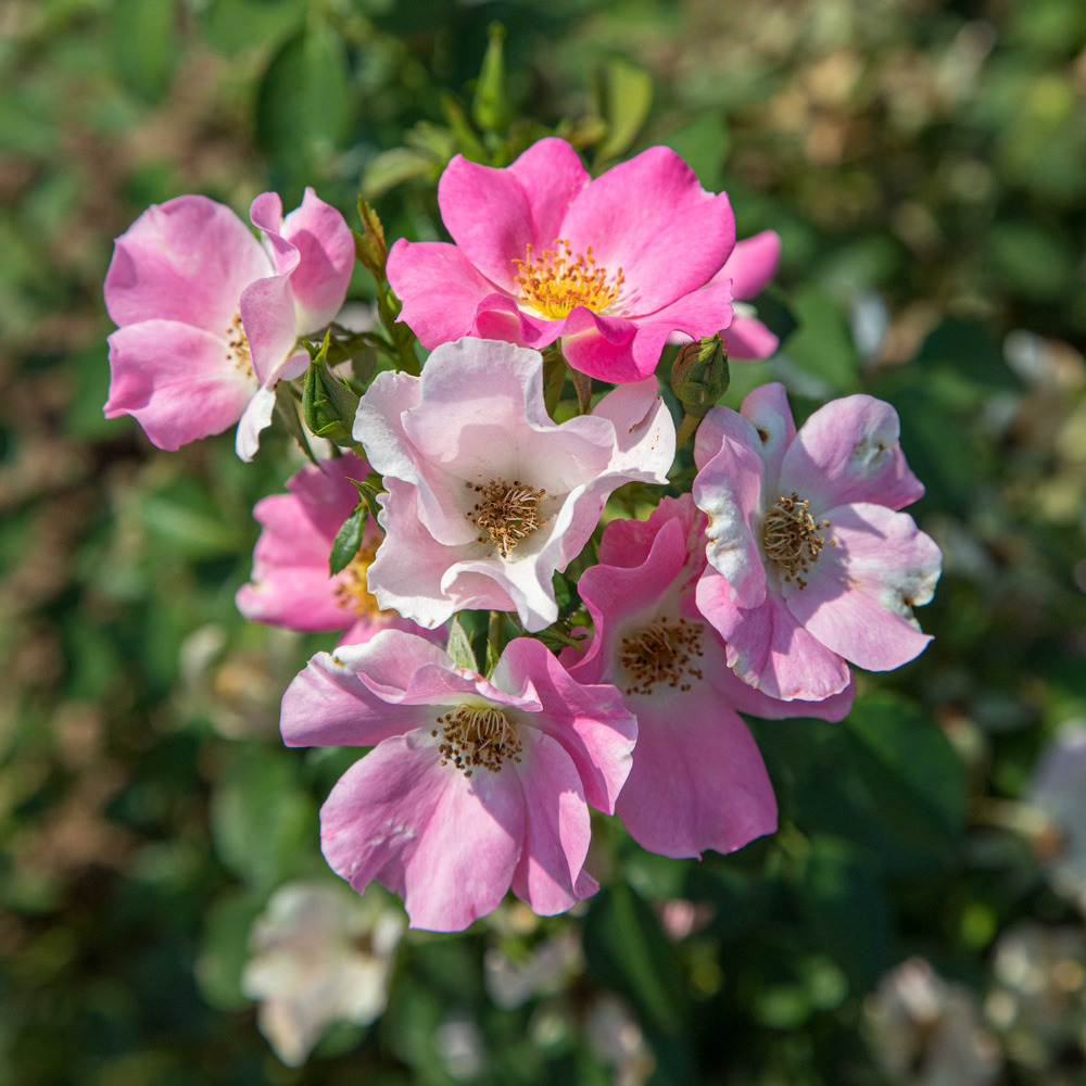 Rosier friendly ® pink meissalu le pot de 2l