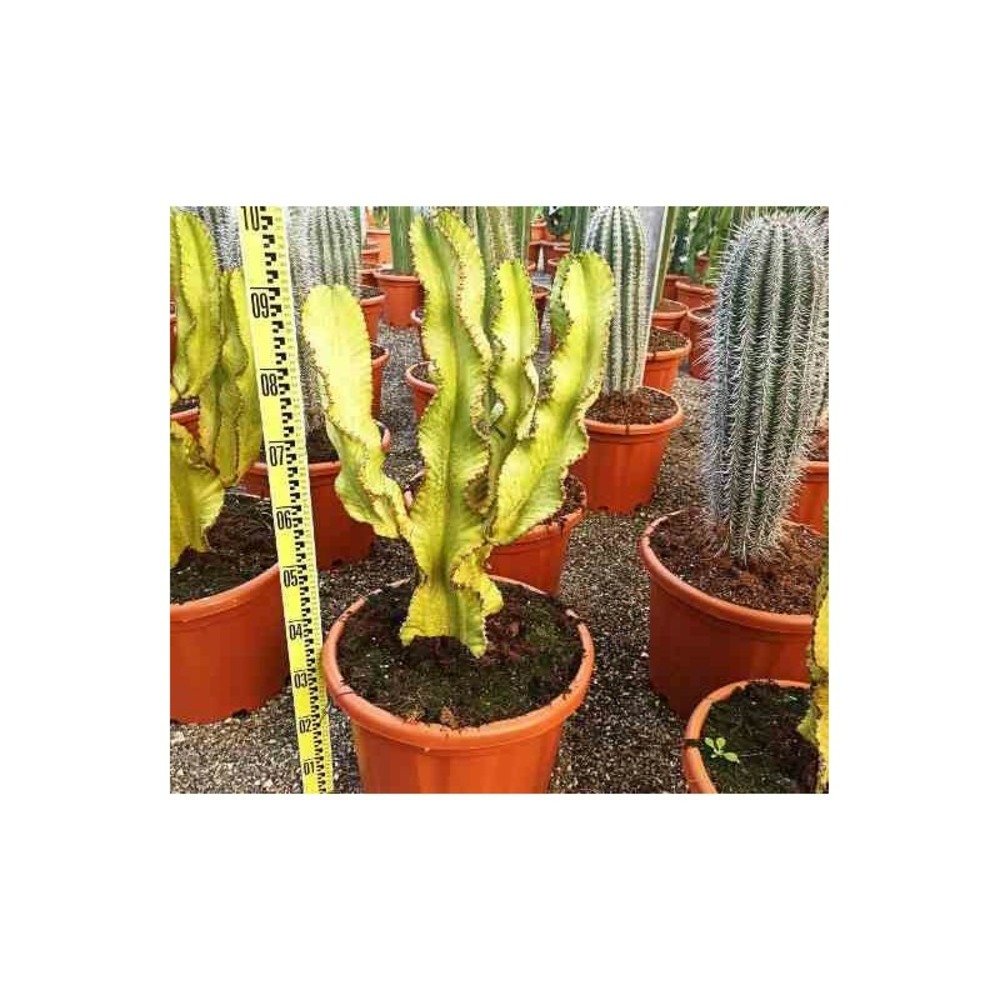 Euphorbia ingens 'marmorata' taille pot de 35l 100/120cm