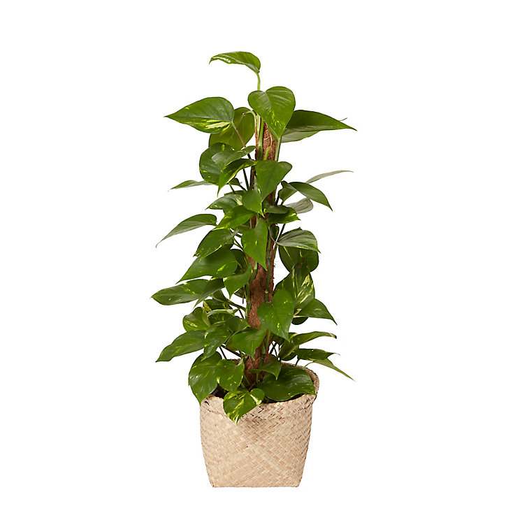Petit Pothos sur tuteur en mousse 19cm