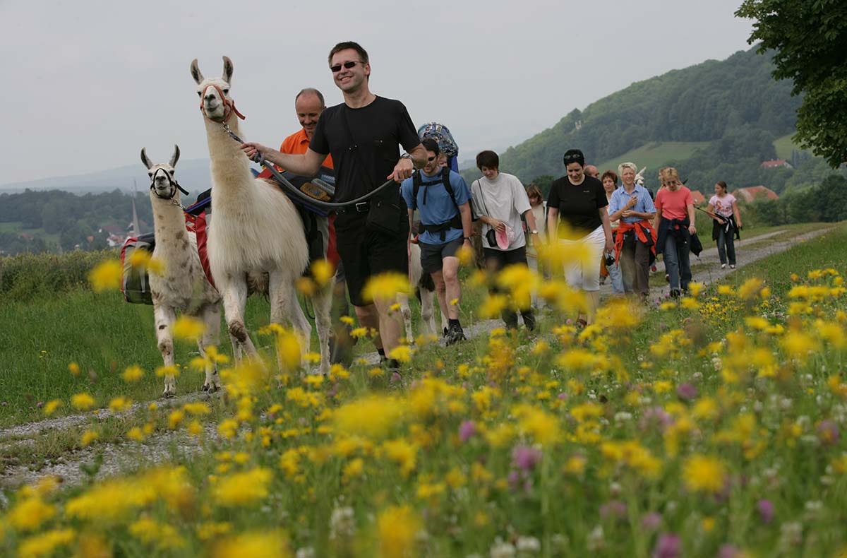 Lama-Trekkingtour Poppenhausen