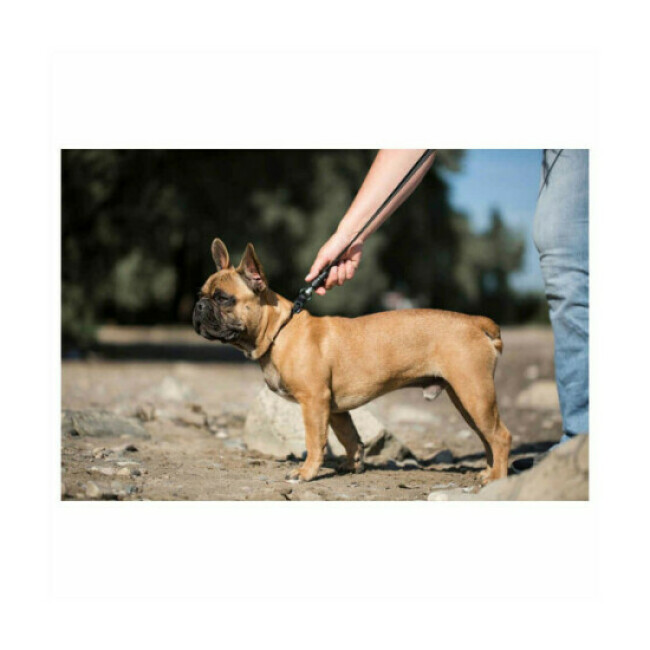 Collier et laisse aimantée GoLeyGo Kerbl pour chien
