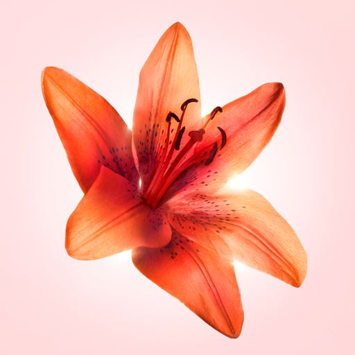 Viktor & Rolf Flowerbomb Tiger Lily Eau De Parfum, 50 ml
