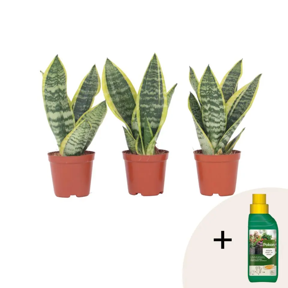 Vrouwentong - Set van 3 - Sansevieria 'Futura Superba' - Hoogte 35-40cm - ⌀12cm