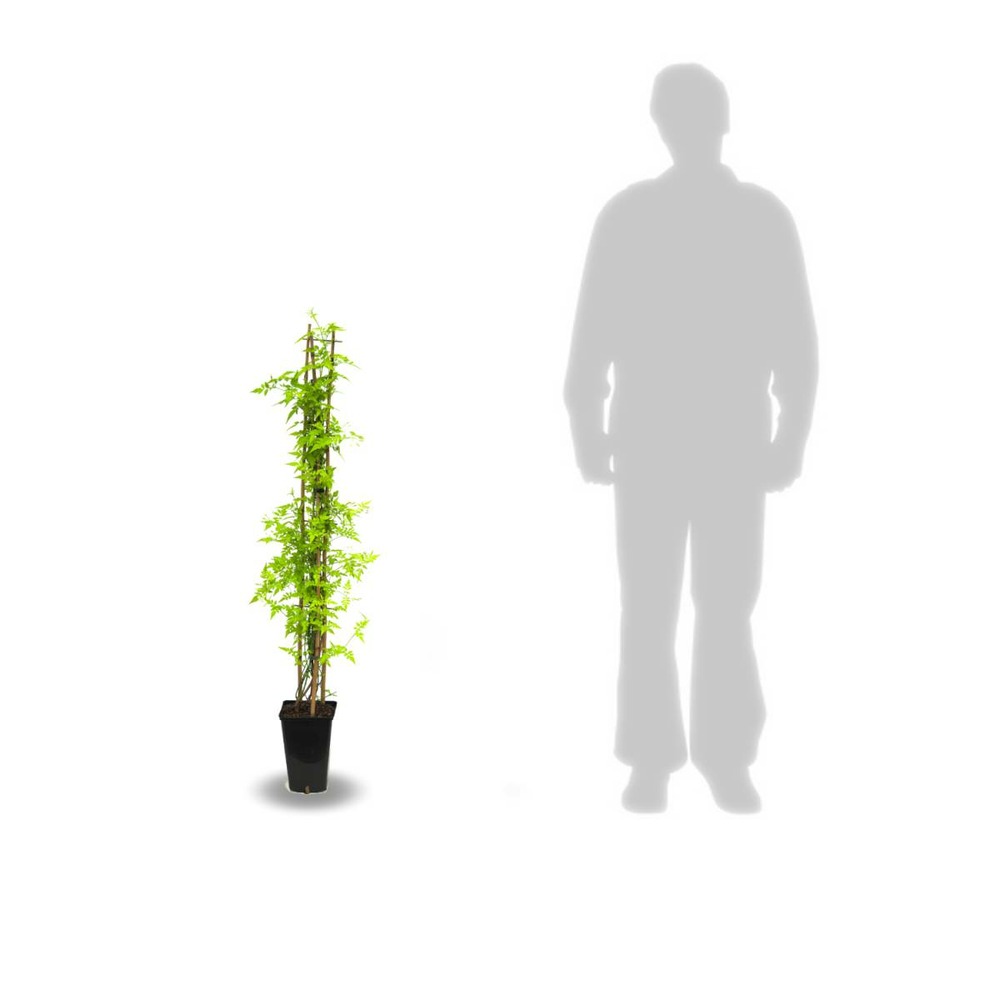 Jasmin blanc printemps/jasminum polyanthum[-]pot de 3l - echelle bambou 60/120 cm
