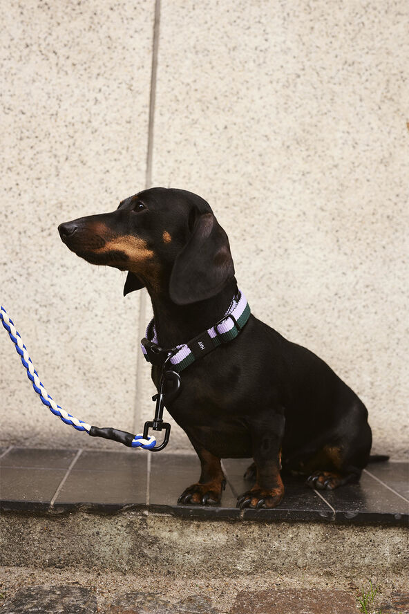 Hay HAY Dogs Collar Flat-S/M-Lavender,