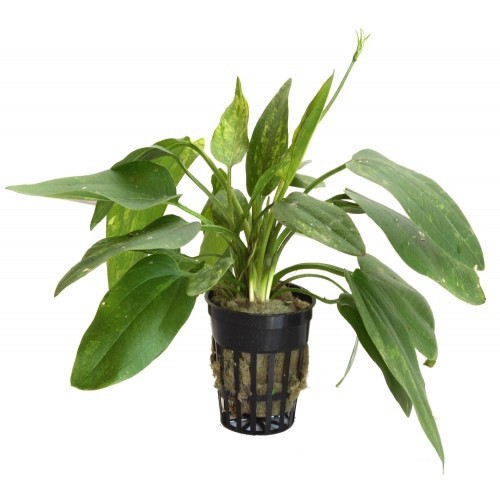 Planta aquática Echinodorus Corfifolius