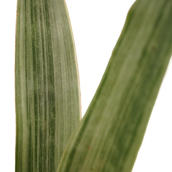 Sanseveria Aubrytniana - pot D14cm