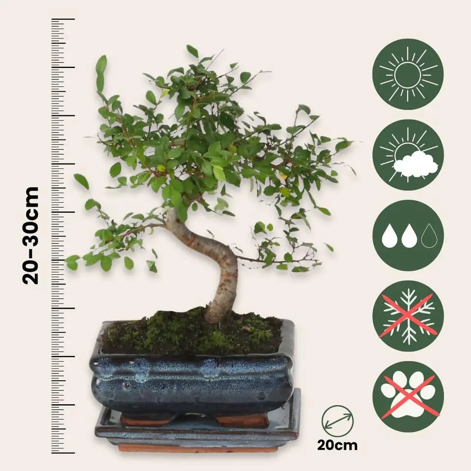 Japanse lep - Zelkova serrata - Hoogte 20-30cm - ⌀20cm