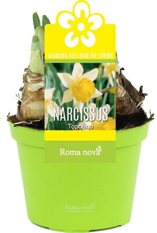 Narcis (Narcissus 'Topolino') D 12 H 12 cm