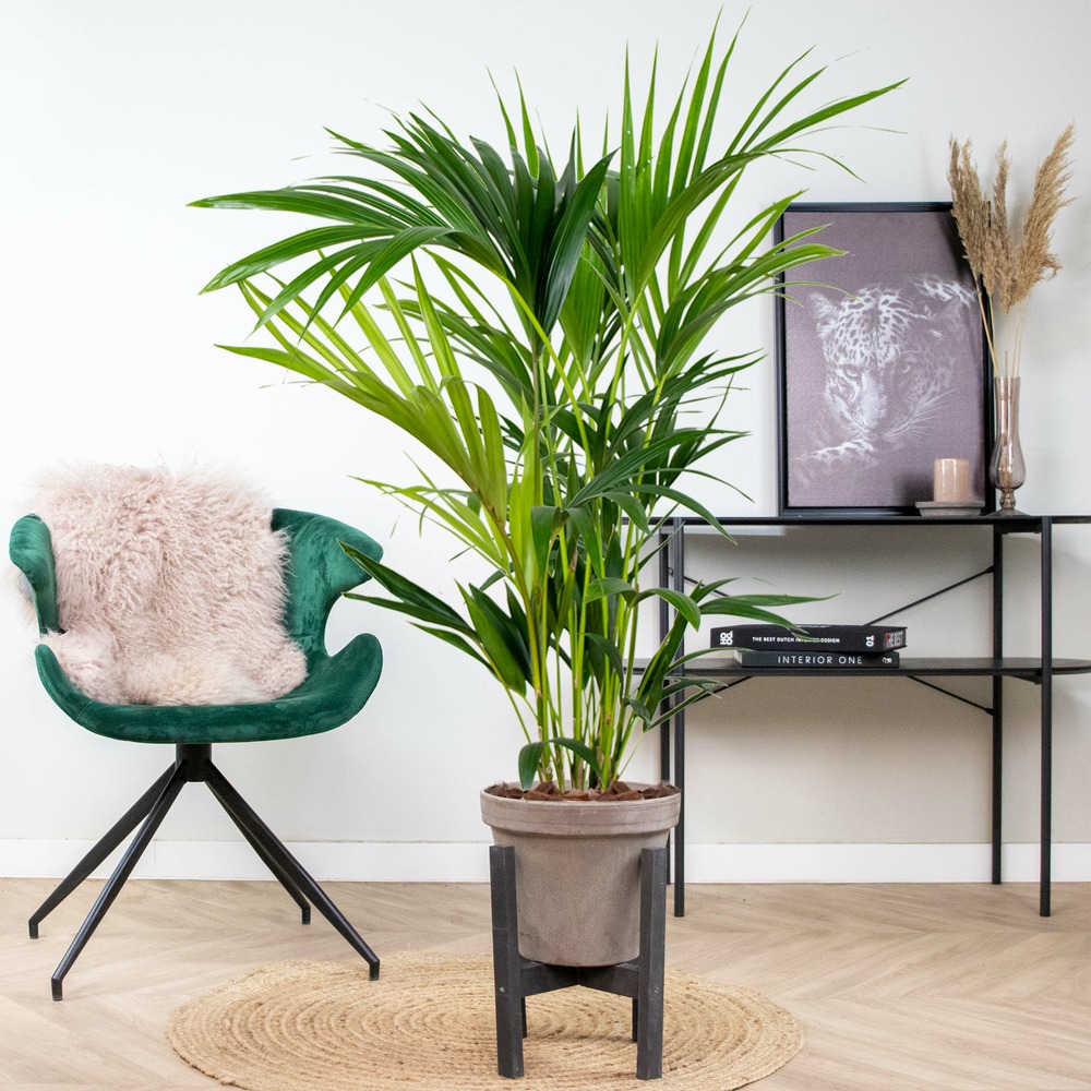 Howea forsteriana - palmier kentia - plante d'intérieur - purificateur d'air – ⌀19 cm - ↕90-100 cm