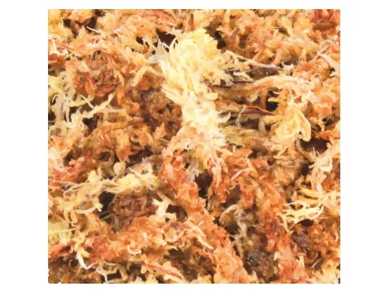 Trixie Medium Moss Sphagnum 100g