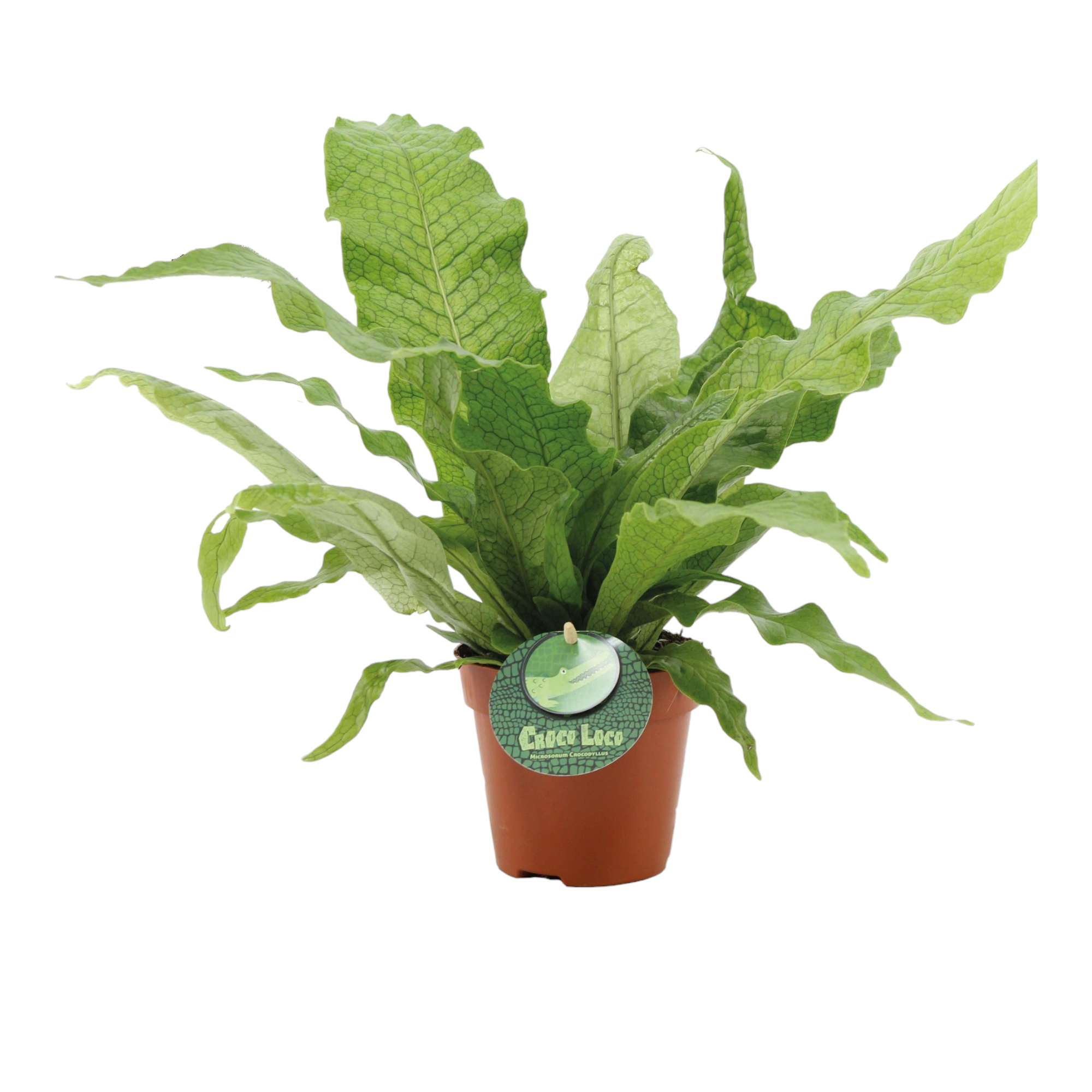 Plante d'intérieur - microsorum crocodyllus 40.0cm