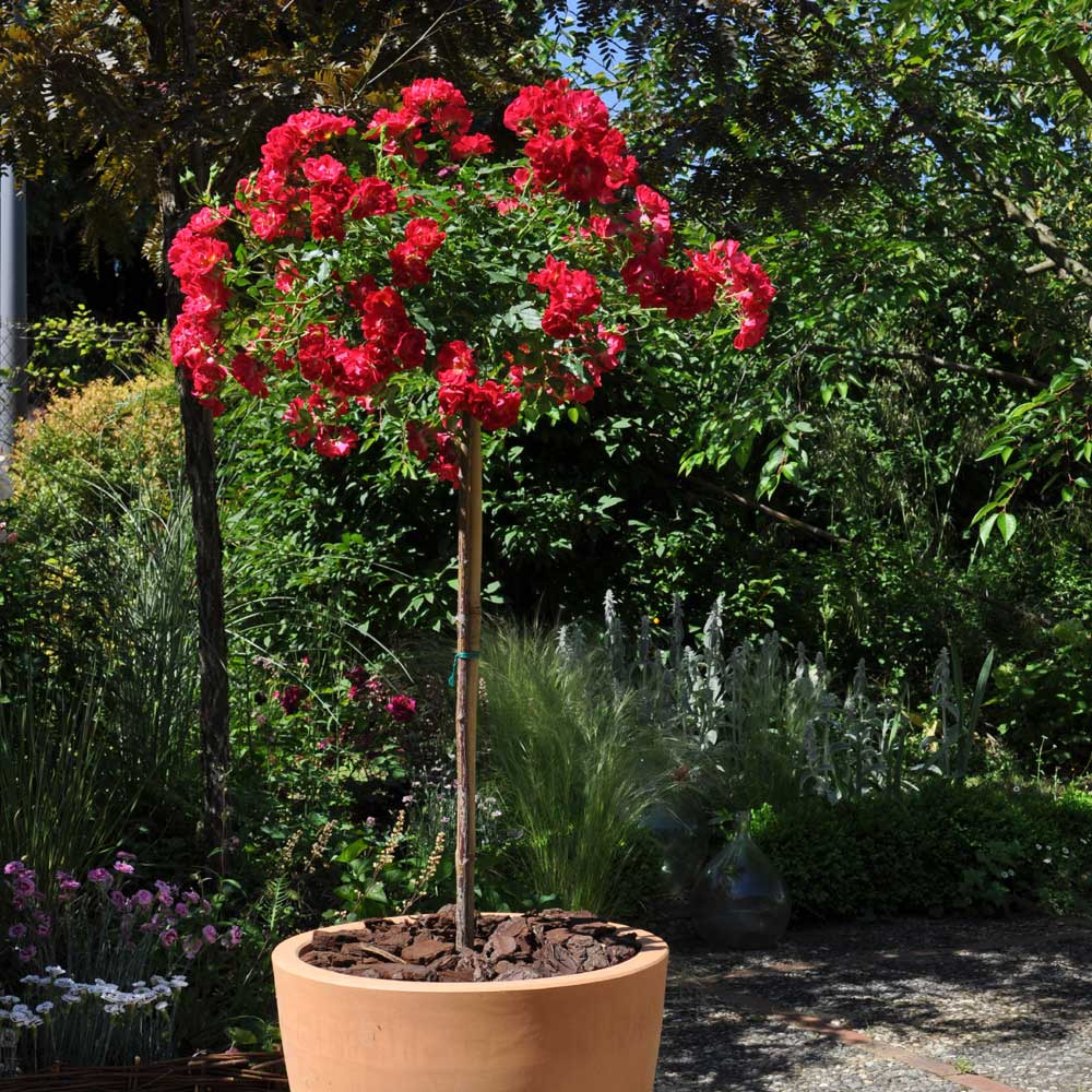 Rosier demi-tige semi-retombant red drift ® meigalpio racine nue