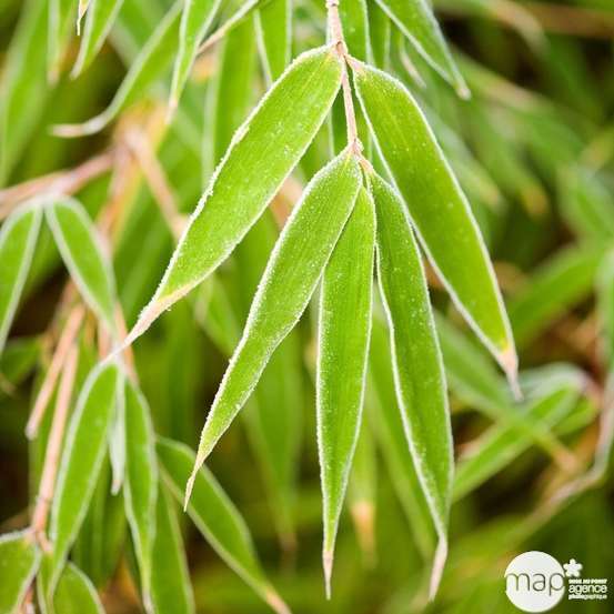 Bambou non-traçant fargesia rufa: pot de 3 litres