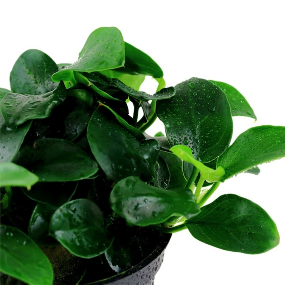 Anubias barteri var nana petite