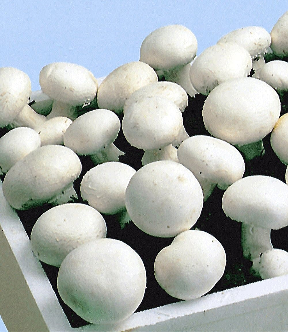 Weiße Edel-Champignons (Kulturset)