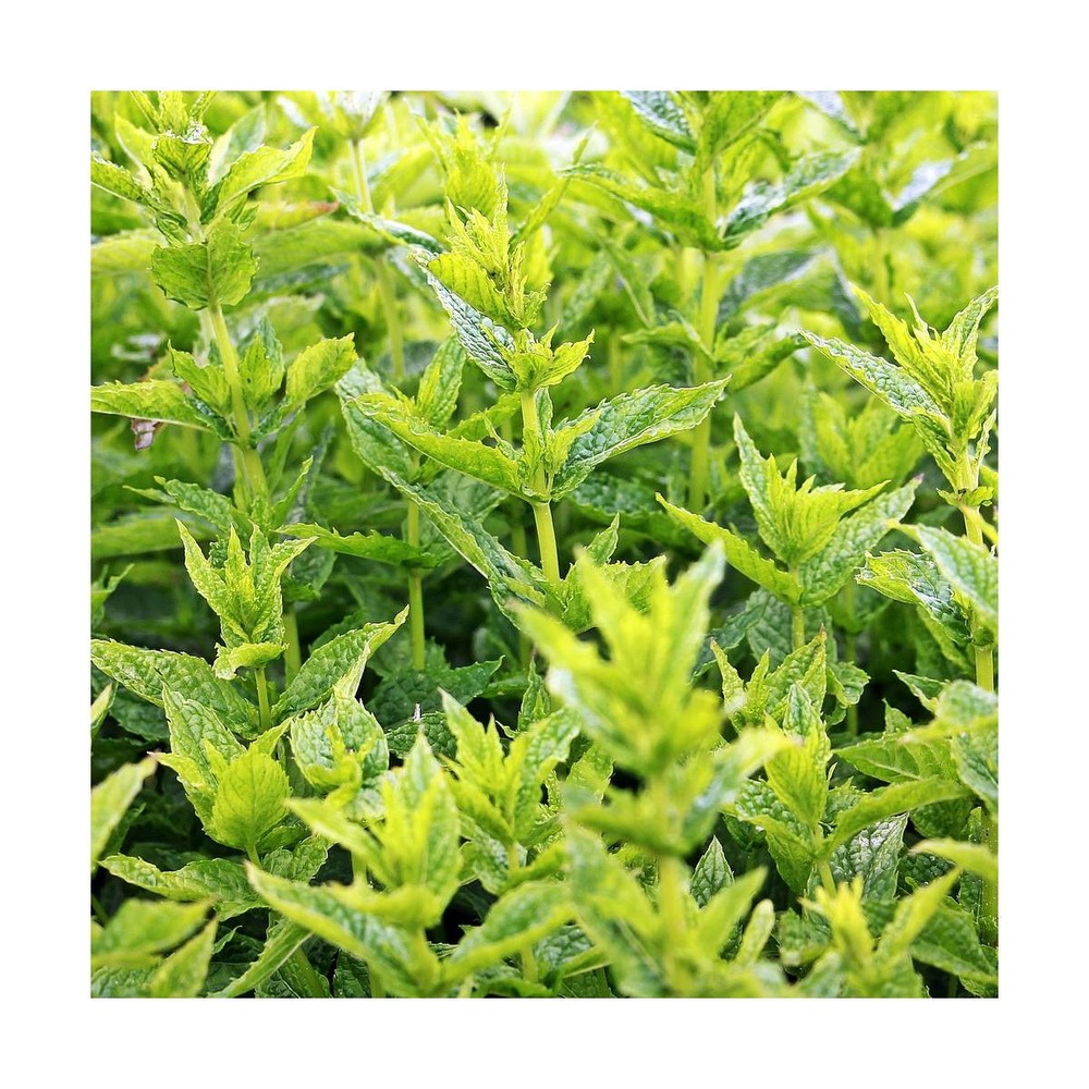 Menthe verte/mentha spicata[-]godet