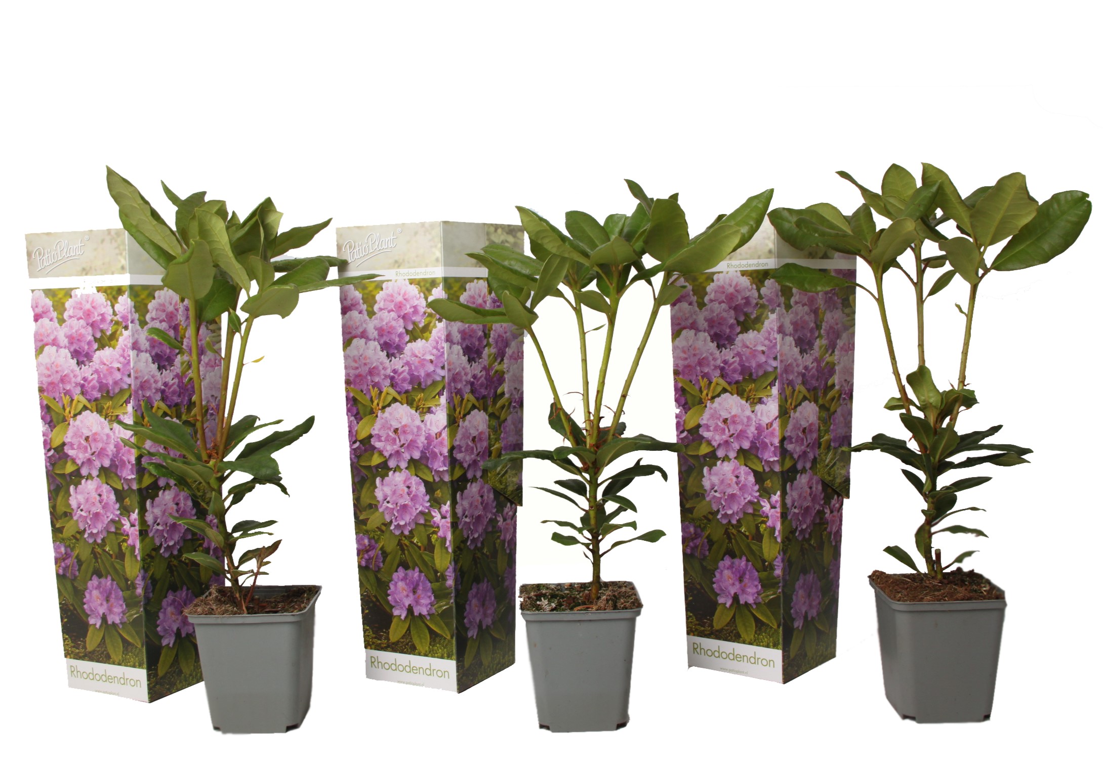 Rhododendron catawbiense purple- set de 3 - violet - pot 9cm - hauteur 25-40cm